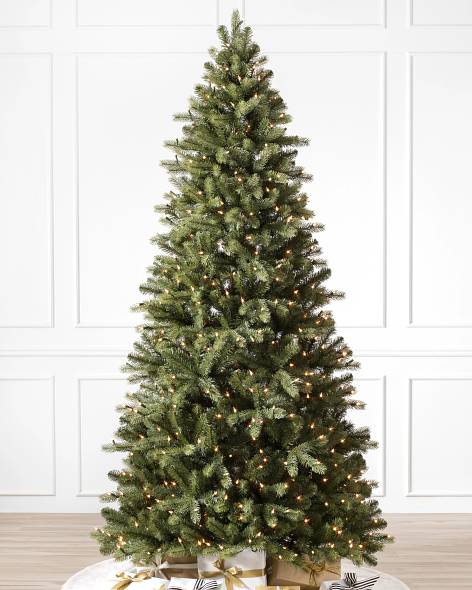 Bellevue Spruce-1